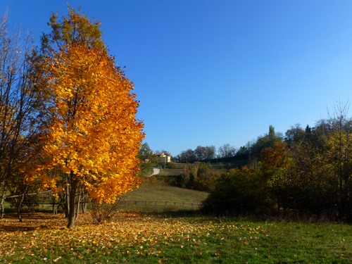 Immagine con foglie, prato, giallo, albero, autunno, alberi, verde, casa