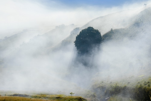 Immagine con nebbia, verde, cielo, montagna, albero, montagne, bianco, erba, nuvole, foschia, azzurro, piante, alberi