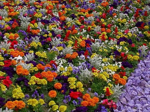 Immagine con fiori, viola, aiuola, giallo, colori, arancione, multicolore, piante, arancio