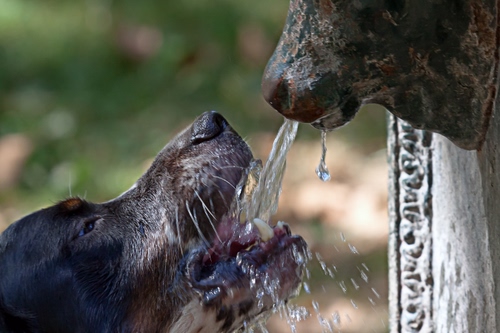 Immagine con acqua, cane, fontana, sfocato, animale, bere, muso, gocce, bocca, denti, naso, animali, nero, baffi, beve, sfondo, sete, profilo