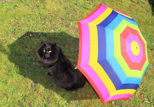 Immagine con ombrello, gatto, ombra, prato, multicolore, animale, erba, nero, colori