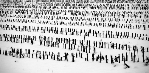 Immagine con neve, bianconero, pali, inverno, bianco, filari, vigneto, paletti