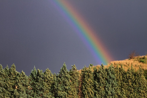 Immagine con alberi, arcobaleno, cielo, verde, colori, iride, giallo, pini, collina, montagna