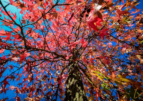 Immagine con foglie, albero, rami, rosso, cielo, autunno, tronco, colori, azzurro, verde
