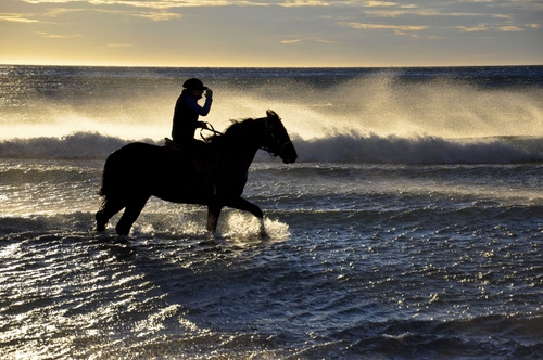 Immagine con mare, cavallo, onde, controluce, acqua, cavaliere, tramonto