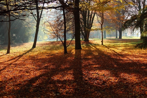 Immagine con foglie, alberi, ombre, autunno, bosco, rami, ombra, verde, controluce, parco, luce, tronchi