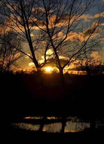 Immagine con tramonto, alberi, sole, controluce, nuvole, rami, cielo, acqua
