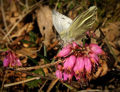Immagine con farfalla, ali, rosa, fiore, insetto, fiori, macro, antenne, natura, erba, foglie