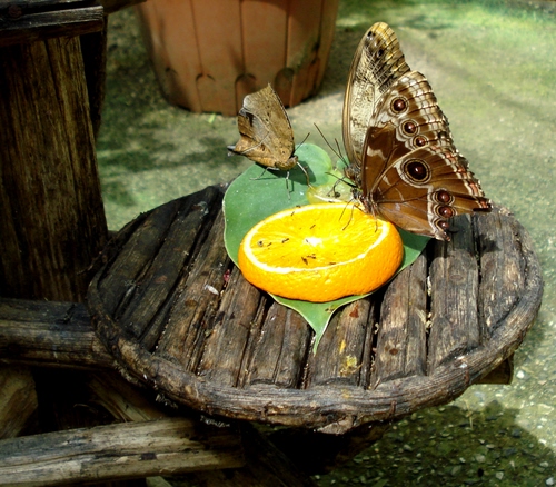 Immagine con farfalle, ali, foglia, arancia, limone, legno, insetti, due, fetta, giallo, marrone