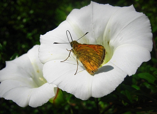 Immagine con farfalla, bianco, fiori, insetto, ali, due, fiore, campanula