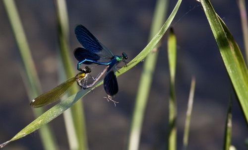 Immagine con ali, verde, insetti, foglie, libellule, due, insetto, blu, erba, macro, sfocato