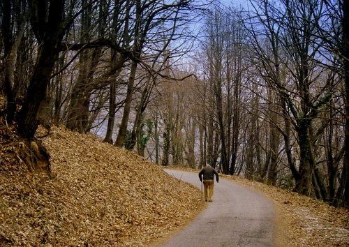Immagine con alberi, foglie, bosco, uomo, anziano, sentiero, strada, autunno, inverno, curva