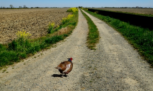 Immagine con strada, erba, animale, campi, uccello, fagiano, campagna, verde, fiori