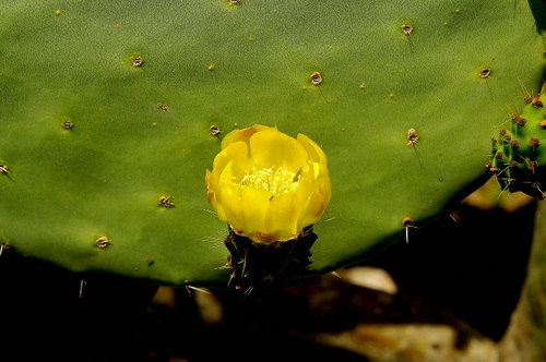 Immagine con fiore, giallo, spine, verde, fico, cactus, macro, pala