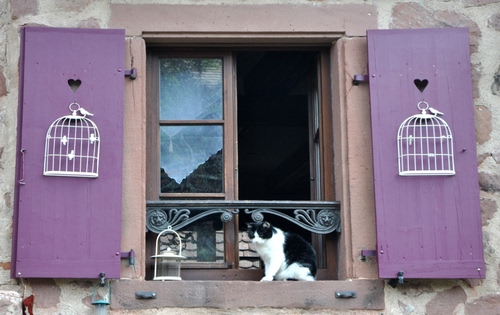 Immagine con gatto, finestra, gabbie, viola, vetro, vetri, davanzale, cuori, tendina, lilla, imposte, animale, riflesso, legno, cuore, ante, scuri, riflessi, due