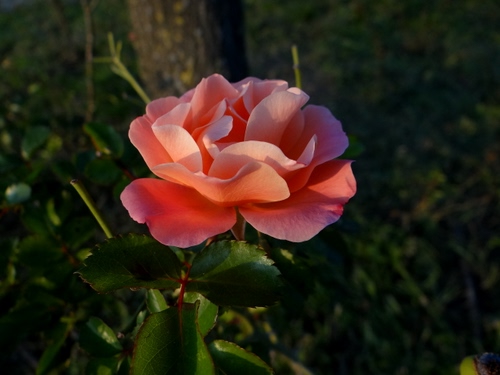 Immagine con petali, rosa, foglie, verde, fiore, tronco, pianta, albero, sfocato, natura, ramo