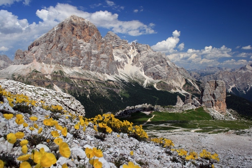 Immagine con fiori, montagna, nuvole, giallo, rocce, cielo, pietre, paesaggio, dolomiti