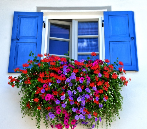 Immagine con fiori, finestra, blu, persiane, vetri, azzurro, rosso, gerani, viola, pianta