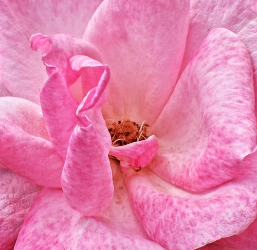 Immagine con petali, rosa, fiore, macro, pistilli, colore, corolla
