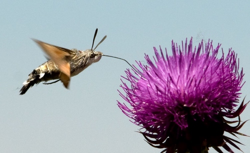 Immagine con fiore, insetto, ali, viola, volo, macro, farfalla