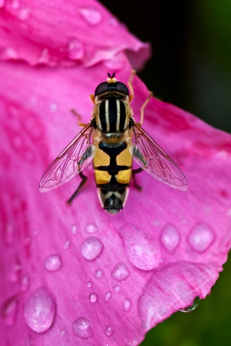 Immagine con gocce, rosa, insetto, ali, fiore, ape, petalo, giallo, acqua, zampe, nero, rugiada, macro, petali