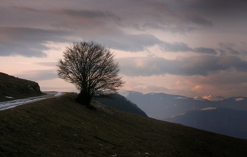 Immagine con albero, strada, montagne, montagna, nuvole, tramonto, panorama, cielo, neve
