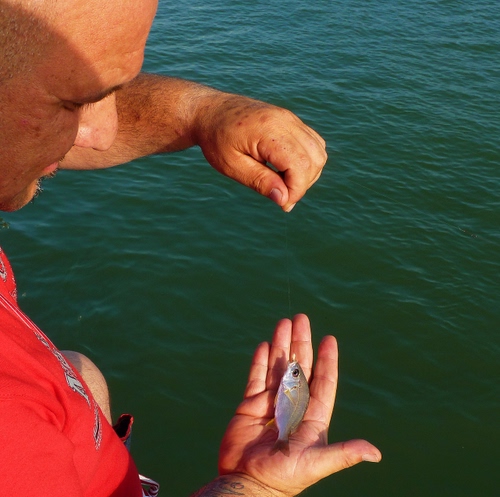 Immagine con pesce, acqua, pescatore, mani, rosso, mare, pesca, filo, dita, amo, mano, verde