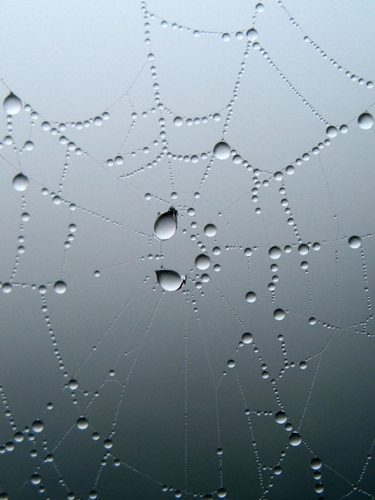 Immagine con acqua, ragnatela, gocce, fili, grigio, macro, tela, sfere, rugiada