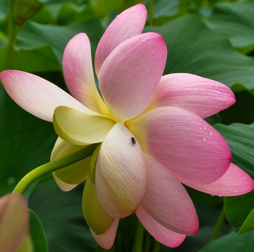 Immagine con fiore, rosa, insetto, petali, verde, mosca, foglie, loto, rugiada