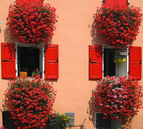Immagine con rosso, finestre, fiori, persiane, due, ante