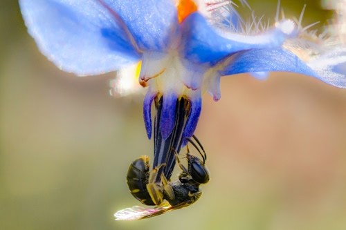 Immagine con fiore, insetto, ape, macro, natura, polline, nettare, blu, azzurro, vespa, pistillo