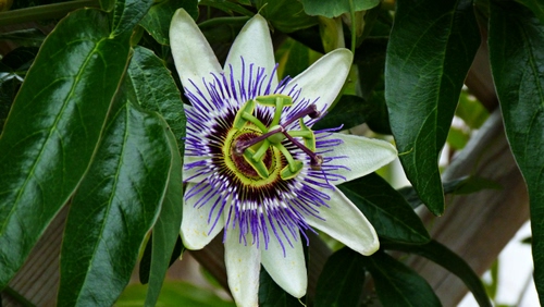 Immagine con fiore, foglie, verde, passiflora, viola, petali, passione, bianco, pistillo