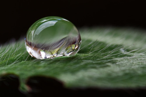 Immagine con goccia, riflesso, acqua, verde, macro, peli, foglia, sfera, riflessi