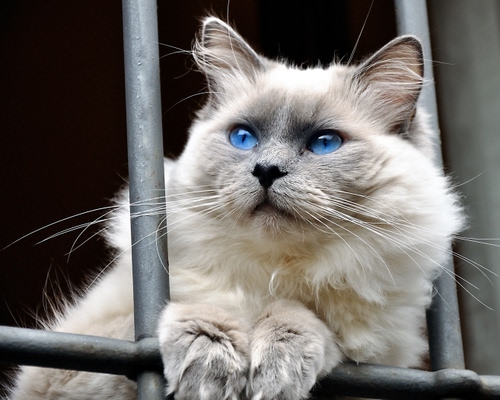 Immagine con occhi, gatto, baffi, pelo, azzurro, azzurri, orecchie, muso, grata
