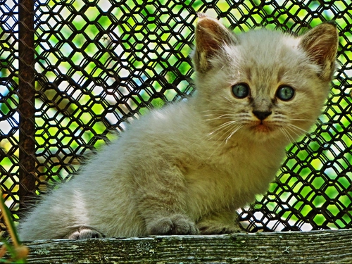 Immagine con gatto, occhi, rete, animale, pelo, verde, felino, orecchie, gattino, baffi, micio, bianco