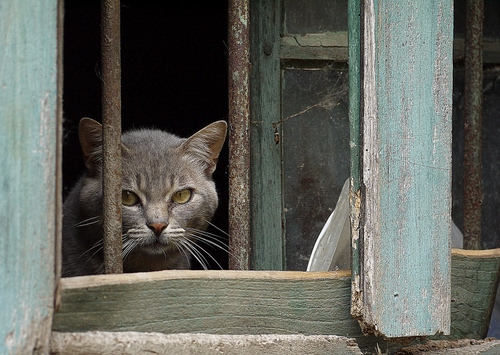 Immagine con gatto, finestra, sbarre, occhi, legno, baffi, animale, grigio