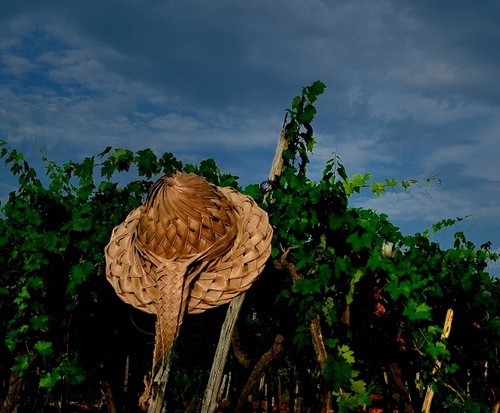 Immagine con foglie, cappello, verde, cielo, viti, nuvole, paglia, pali, piante