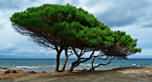 Immagine con mare, verde, cielo, onde, alberi, pini, nuvole, acqua, pino, spiaggia, marittimo, azzurro