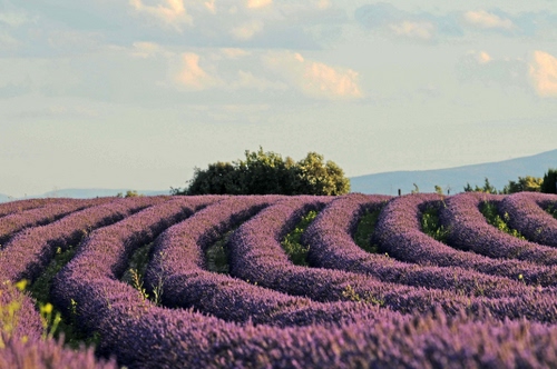 Immagine con lavanda, cielo, fiori, curve, campo, nuvole, piante, verde, viola, alberi, file, filari
