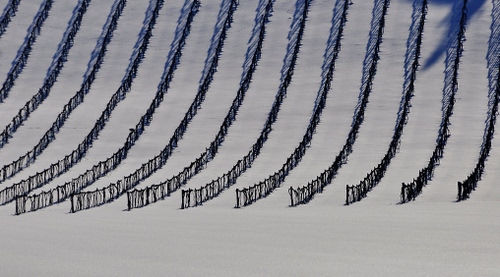Immagine con neve, filari, inverno, bianco, curve, vigna, viti
