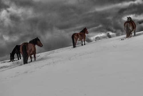 Immagine con cavalli, nuvole, neve, inverno, quattro, animali