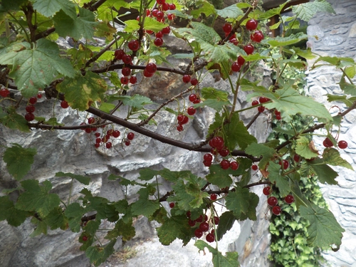 Immagine con foglie, rosso, rami, bacche, frutti, frutta, rosse, ribes, verde, albero, pianta, ciliegie
