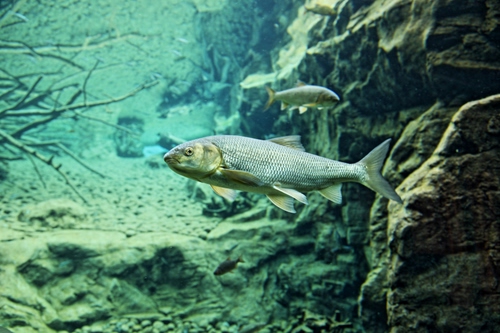 Immagine con acqua, acquario, pesci, pesce, rami, mare, fondale, rocce, scogli, pinne, animale