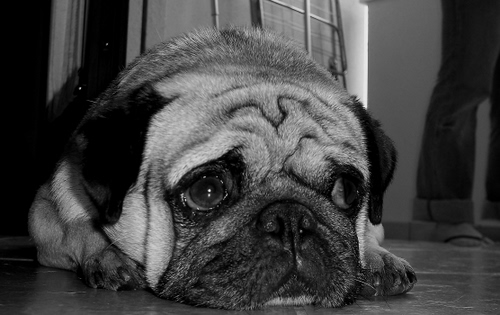 Immagine con muso, cane, occhi, animale, bianconero, orecchie, triste