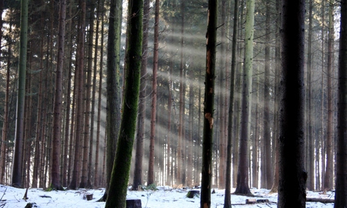 Immagine con neve, raggi, bosco, alberi, luce, inverno, tronchi, fusti, sole