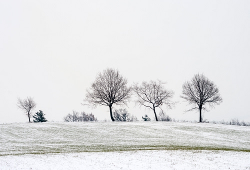Immagine con neve, inverno, alberi, bianco, prato, spogli, rami, collina, campagna, bianconero