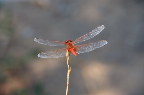 Immagine con ali, libellula, stelo, insetto, quattro, ramo, trasparenze, rosso, arancio