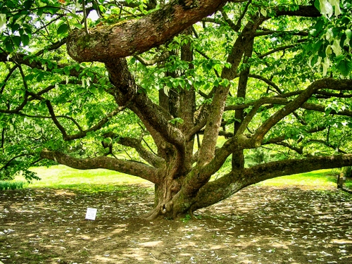 Immagine con albero, foglie, rami, verde, ombra, prato, tronco, secolare