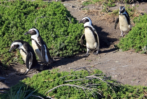 Immagine con pinguini, verde, uccelli, animali, quattro, piante, bianco, cespugli, camminare, fila, rami