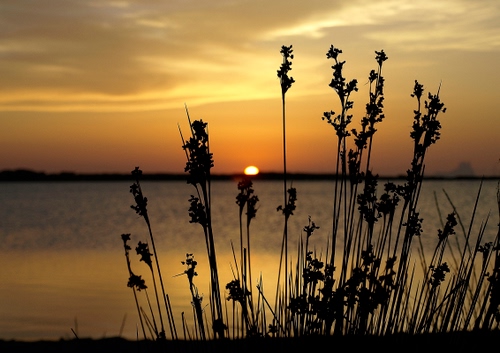 Immagine con tramonto, mare, sole, controluce, acqua, nuvole, silhouette, erba, lago, cielo, orizzonte, piante